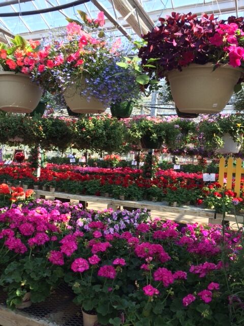 Donahue's Greenhouse Faribault
